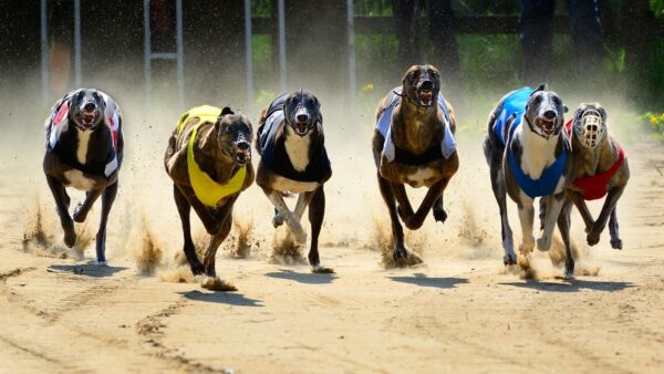 Greyhound racing around the globe