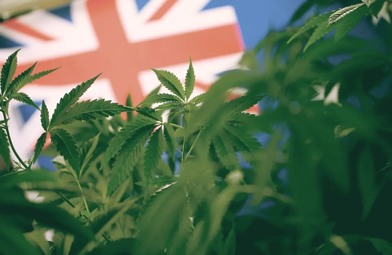 How Can I Legally Buy Cannabis Seeds In The UK?