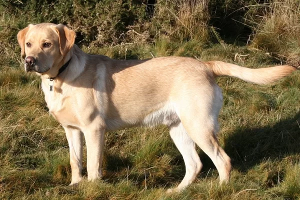 Labradorii: The Quintessential Canine Companion