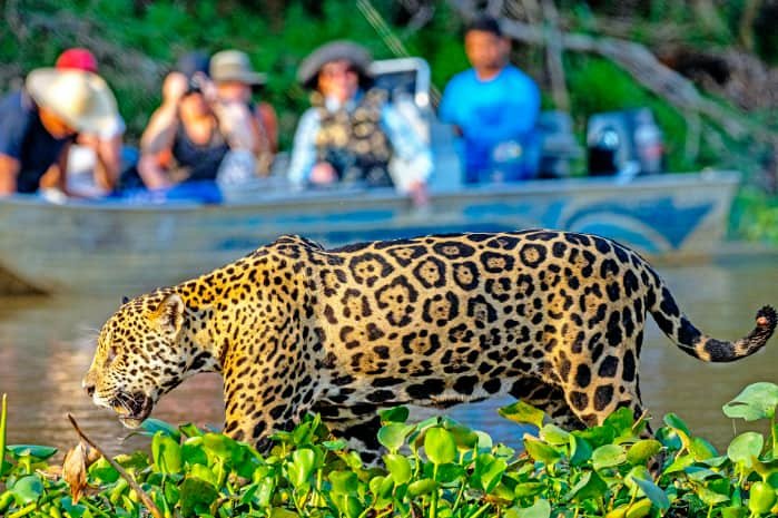 Observe Jaguars in Brazil’s Pantanal