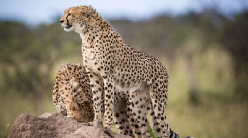  Experience Africa’s Big Cats