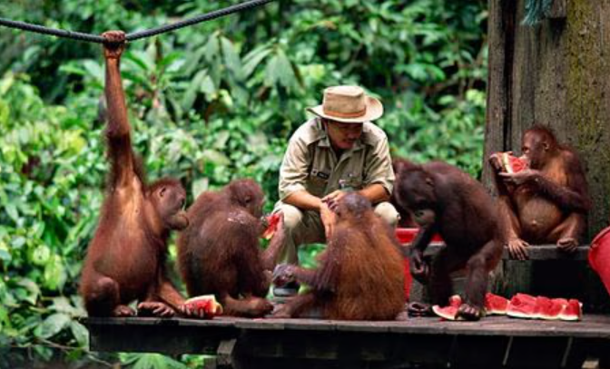 Meet Orangutans in Borneo