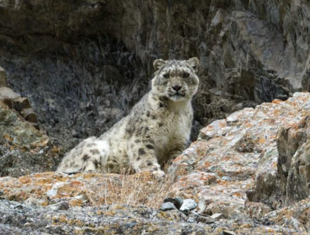 13. Track Snow Leopards in the Himalayas