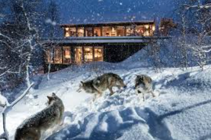 14. Stay at Norway’s Wolf Lodge