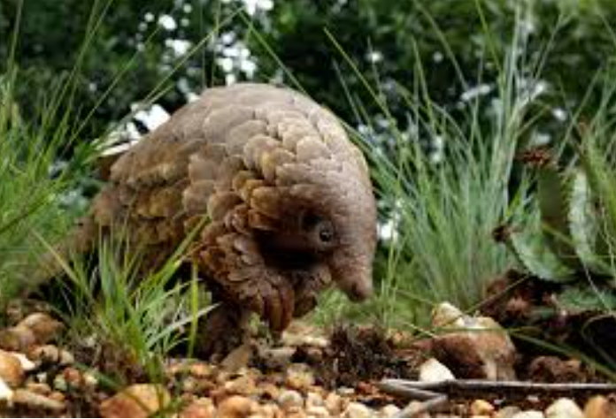 15. Search for Pangolins in South Africa