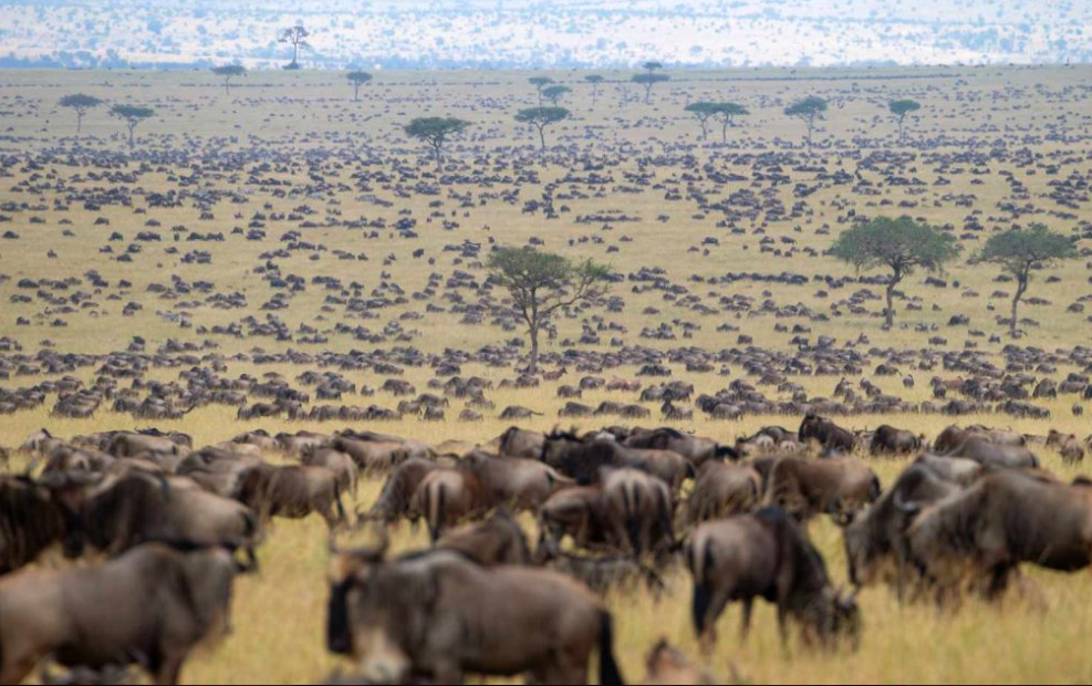 2. Witness the Great Migration in Tanzania and Kenya
