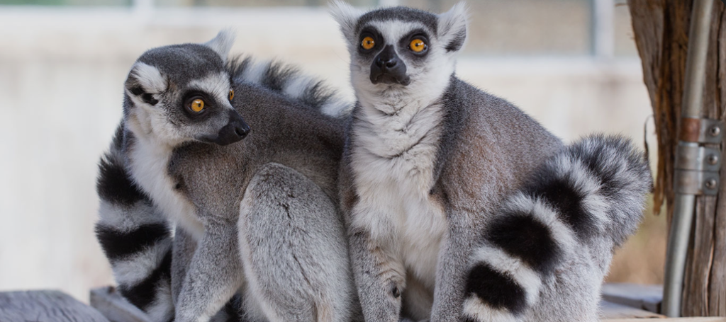 Track Lemurs in Madagascar