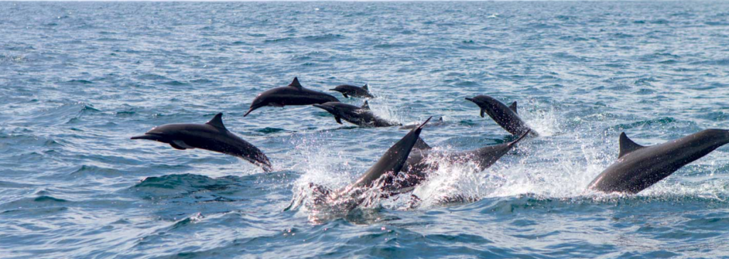 Swim with Marine Wildlife in Costa Rica