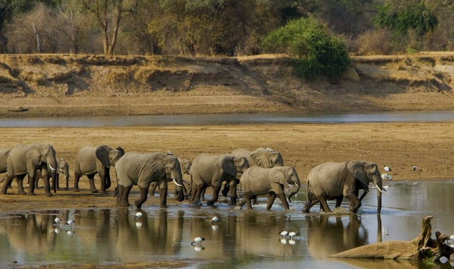 Camp Beside Elephants in Zambia