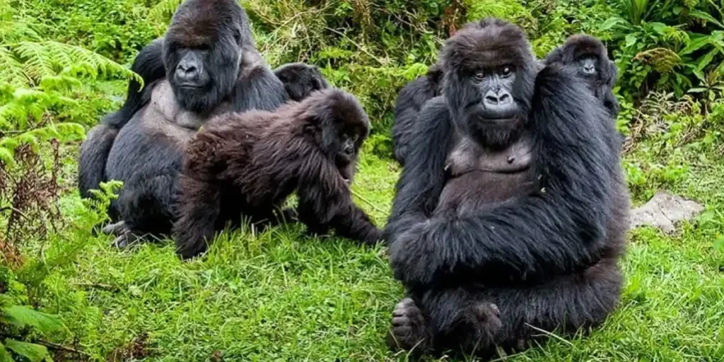  Gorilla Trekking in Rwanda and Uganda