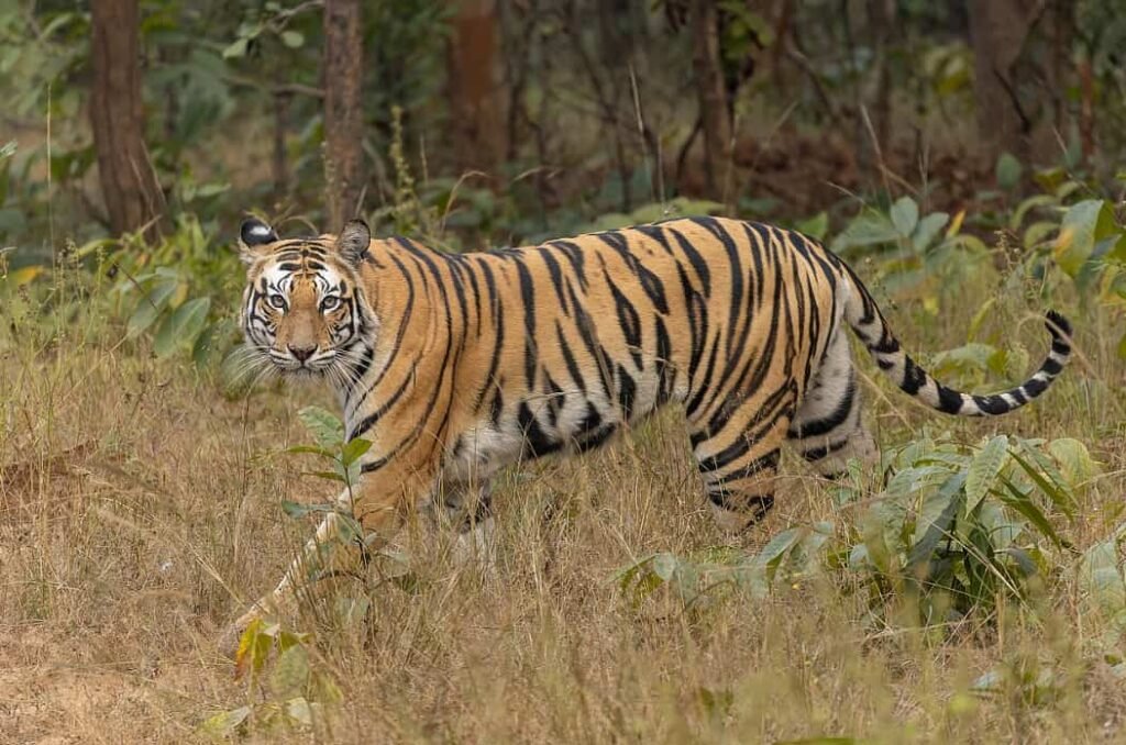 Search for Bengal Tigers in India