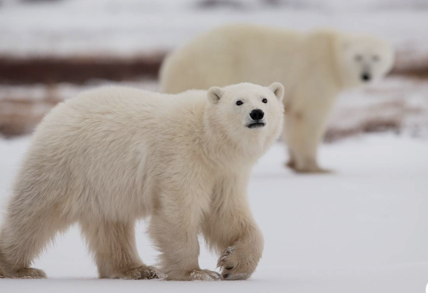 See Polar Bears in Arctic Canada