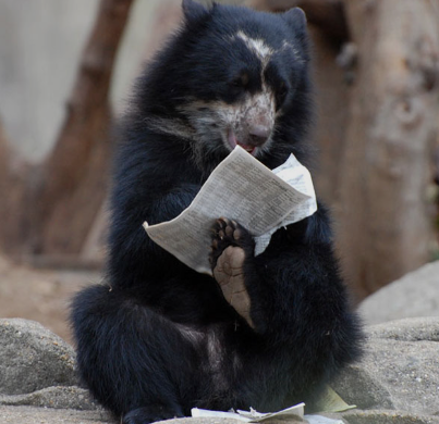 Watch Really Funny Animals Do Crazy Things